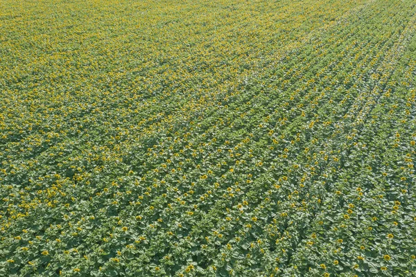 Feld Blühender Sonnenblumen Sonnenblumen Feldantenne — Stockfoto