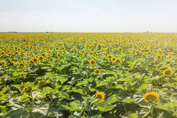 Field of blooming sunflowers. Sunflowers Field.