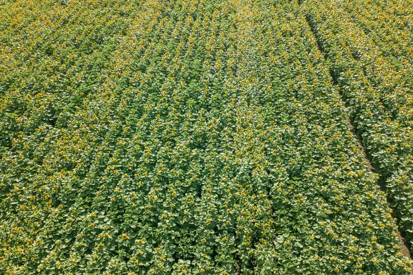 Campo Girassóis Florescendo Girassóis Campo Aéreo — Fotografia de Stock