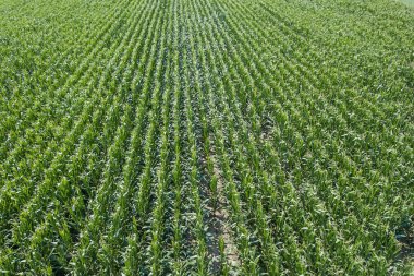 Yeşil mısır tarlası Aerial, Mısır tarlası Aerial.