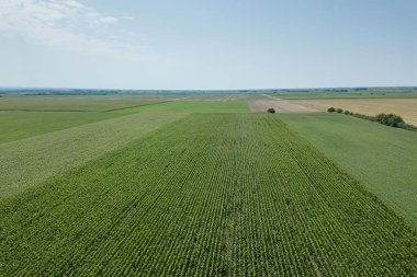 Yeşil mısır tarlası Aerial, Mısır tarlası Aerial.