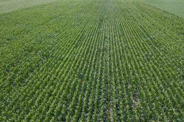 Yeşil mısır tarlası Aerial, Mısır tarlası Aerial.