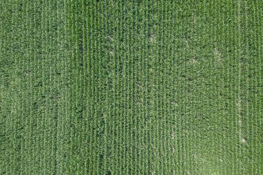 Yeşil mısır tarlası, mısır tarlası..