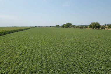 Yeşil olgunlaşmış soya fasulyesi tarlası. Sıralar dolusu yeşil soya fasulyesi..