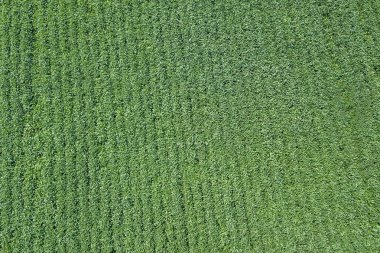 Yeşil olgunlaşmış soya fasulyesi tarlası. Sıralar dolusu yeşil soya fasulyesi..