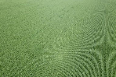 Yeşil mısır tarlası Aerial, Mısır tarlası Aerial.