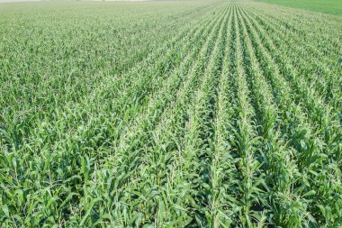 Yeşil mısır tarlası, mısır tarlası..