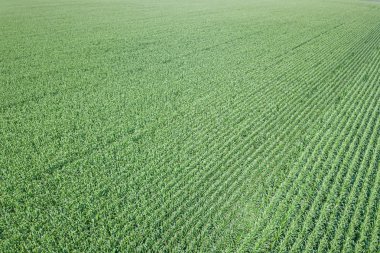 Yeşil mısır tarlası Aerial, Mısır tarlası Aerial.