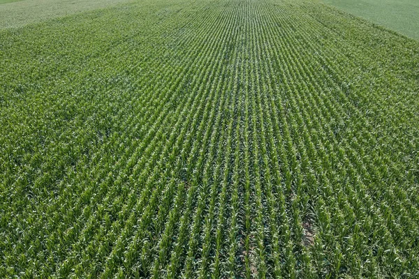 Green Corn Field Aerial Corn Field Aerial — Stock Photo, Image