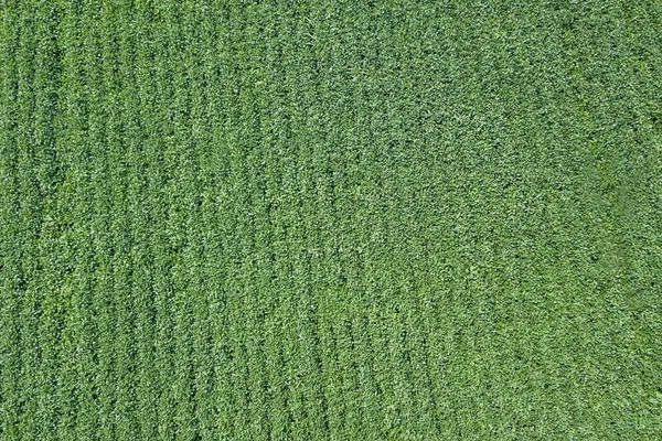 Green Ripening Soybean Field Rows Green Soybeans Aerial — Stock Photo, Image