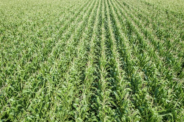 Зеленое Кукурузное Поле — стоковое фото