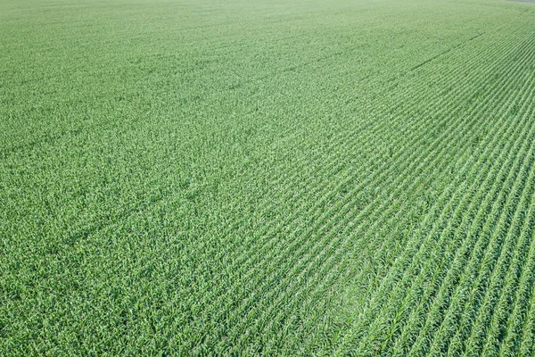 Campo Maíz Verde Aérea Campo Maíz Aérea — Foto de Stock