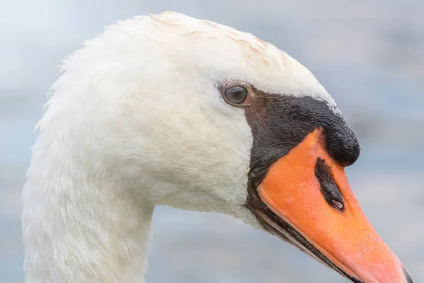 Cierre Cisne Retrato Cisne Cygnus — Foto de Stock