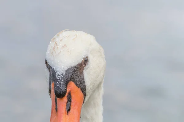 Лебедь Крупным Планом Лебедь Портрет Лебедь — стоковое фото