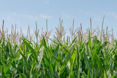 Tarım arazisi büyüyen mısır yeşil alan