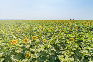 Çiçek açan ayçiçeği tarlası. Ayçiçeği tarlası.