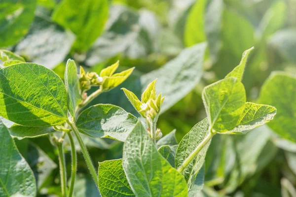 Young Soybean Plant Flower Growing Flowering Soybeans — Stock Photo, Image
