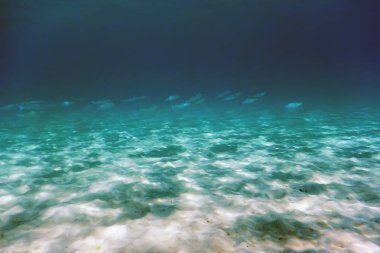 Kumlu deniz dibi Su altı arka planı