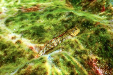Şirin Blenny Balığının Portresi, Yaklaş (Parablennius zvonimiri)