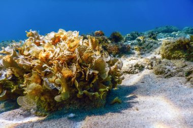 Sualtı Sahnesi Güneş Işığı, Sualtı Hayatı.