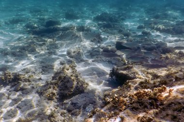 Güneş ışınları su altında kayalar ve deniz tabanında yüzen balıklarda çakıl taşları