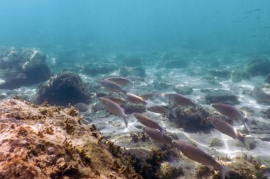 Sualtı Sahnesi Güneş Işığı, Su altı Hayatı.