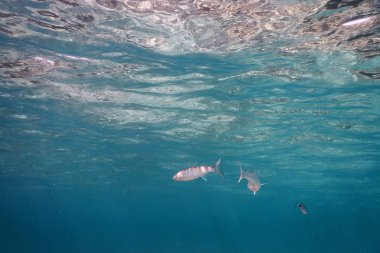 Su altı mavi arka plan su yüzeyi ve balıklar