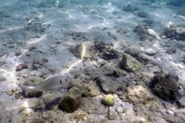 Güneş ışınları su altında kayalar ve deniz tabanında yüzen balıklarda çakıl taşları