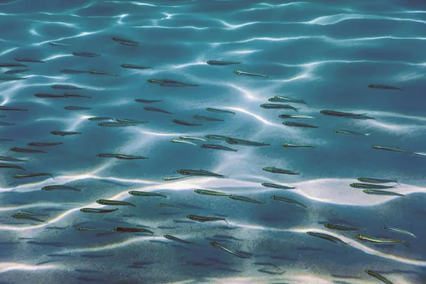 Fondo Arena Peces Nadando Bajo Agua —  Fotos de Stock