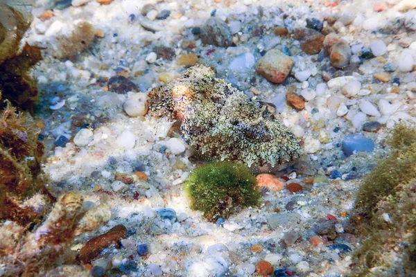 Tintenfischtarnung Tintenfische Schwimmen Unter Wasser — Stockfoto