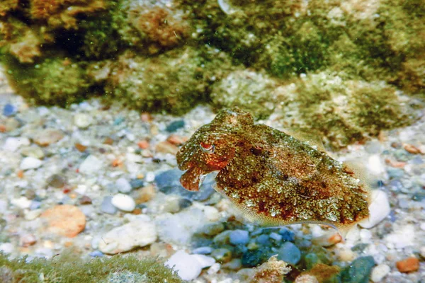 Camuflagem Choco Cuttlefish Natação Subaquática — Fotografia de Stock