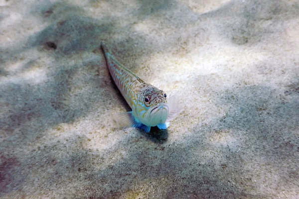 Maggior Peso Sul Fondo Sabbioso Del Mare Trachinus Draco — Foto Stock