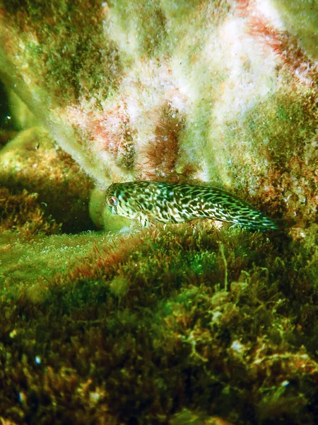 Portrait Cute Blenny Fish Close — Stock Photo, Image