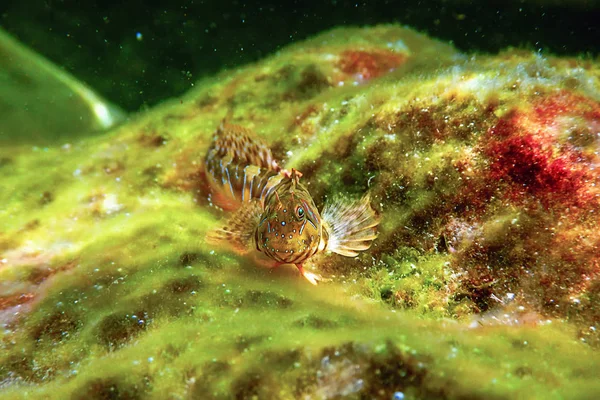 Portrét Roztomilé Blenny Ryby Zblízka Parablennius Zvonimiri — Stock fotografie