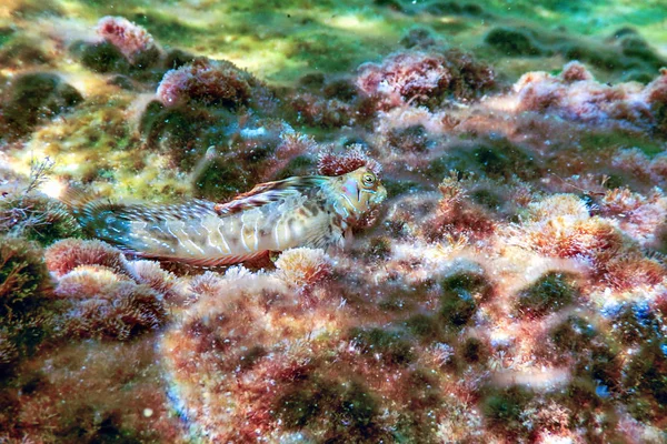 Portrét Roztomilé Blenny Ryby Zblízka Parablennius Zvonimiri — Stock fotografie