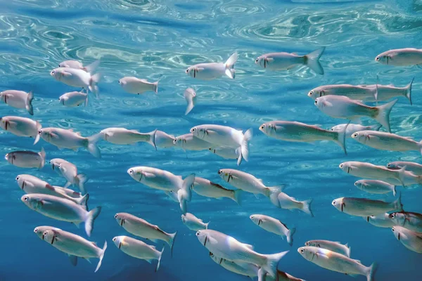 Escola Peixes Subaquática Peixes Fundo Subaquático — Fotografia de Stock