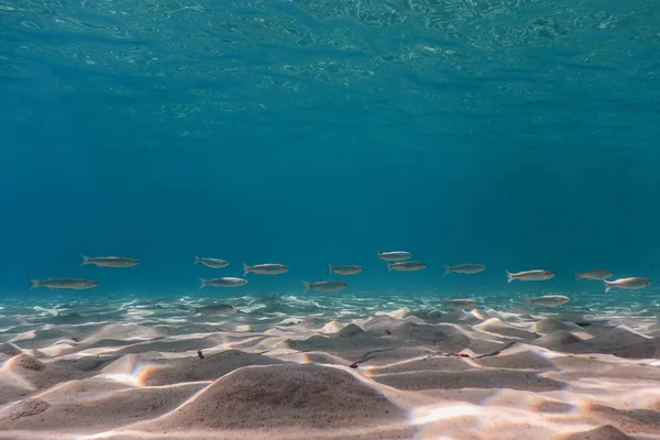 Fondo Sabbioso Pesci Che Nuotano Sott Acqua — Foto Stock