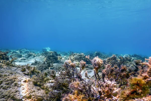 Υποβρύχια Σκηνή Sunlight Ψάρια Υποβρύχια Ζωή — Φωτογραφία Αρχείου