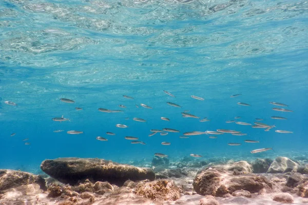 Unterwasserszene Sonnenlicht Fische Und Wasseroberfläche Unterwasserwelt — Stockfoto