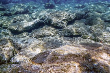 Deniz Yaşamı Su Altında Kayalar Güneş Işığı Altında Yaşam.