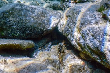 Deniz Yaşamı Su Altında Kayalar Güneş Işığı Altında Yaşam.