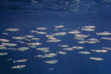 Suyun altındaki balık okulu. Suyun altındaki balıklar.