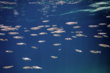 Suyun altındaki balık okulu. Suyun altındaki balıklar.