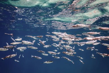 Suyun altındaki balık okulu. Suyun altındaki balıklar.