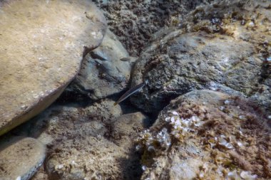 Deniz Yaşamı Su Altında Kayalar Güneş Işığı Altında Yaşam.