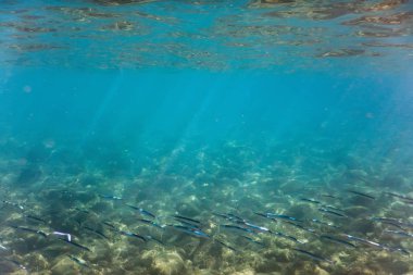 Suyun altındaki balık okulu. Suyun altındaki balıklar.