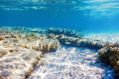 Sualtı Sahnesi Güneş Işığı, Su altı Hayatı.