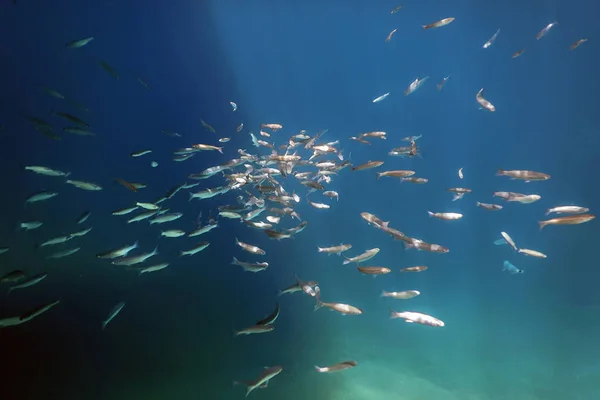 Fischschule Unter Wasser Fische Unter Wasser Hintergrund — Stockfoto