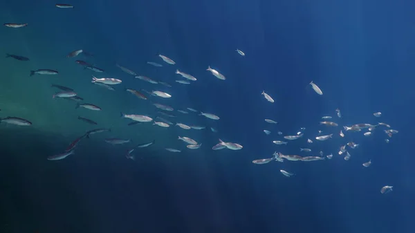 Fish School Onderwater Vissen Onderwater Achtergrond — Stockfoto