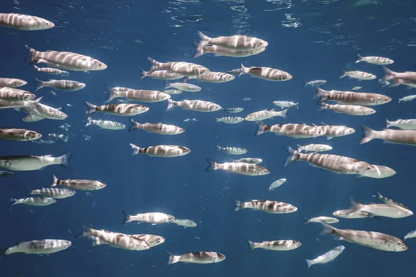 Escola Peixes Subaquática Peixes Fundo Subaquático — Fotografia de Stock